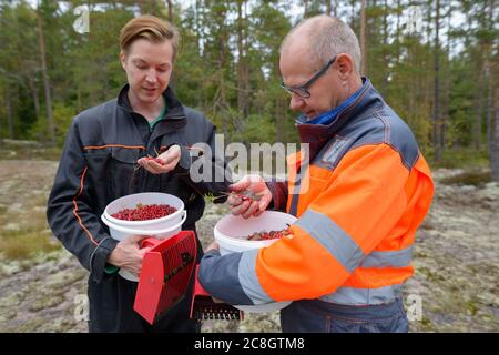 Ritratto di felice uomo maturo e giovane che raccoglie secchio di mirtilli insieme nella foresta Foto Stock