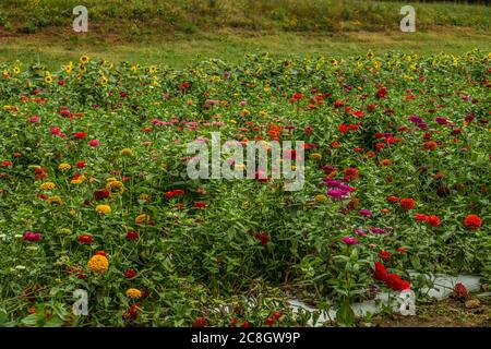Un campo agricolo pieno di girasoli fioriti e vivaci zinnie colorate insieme per tagliare i fiori in tarda estate Foto Stock