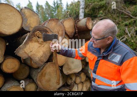 Ritratto di uomo maturo bello controllare legno tritato con foro al centro mentre tiene l'ascia Foto Stock