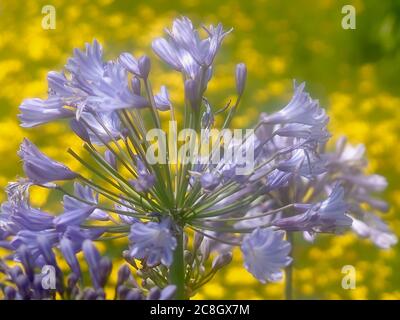 Macro di un fiore blu di agapanto Foto Stock