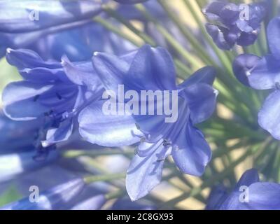 Macro di un fiore blu di agapanto Foto Stock