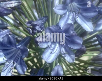 Macro di un fiore blu di agapanto Foto Stock