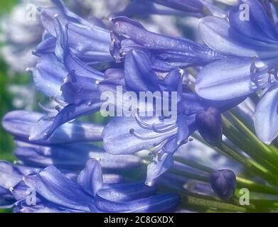 Macro di un fiore blu di agapanto Foto Stock