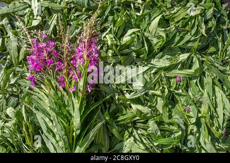 Foglie verdi Ivan-tea con un ramo di fiori rosa. Vista trama sfondo dall'alto. Foto di alta qualità Foto Stock