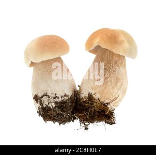 Boletus edulis (king bolete) isolato su sfondo bianco. Funghi Boletus edulis primo piano. Porcini selvatici, funghi cep. Foto Stock