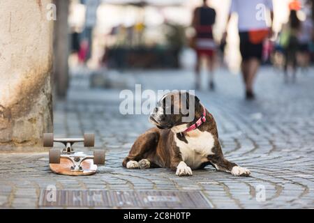 Bel cane da boxe tedesco con colletto rosso, sdraiato all'aperto sulla strada che protegge lo skateboard del suo proprietario Foto Stock