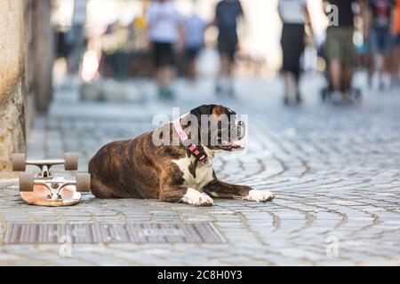 Bel cane da boxe tedesco con colletto rosso, sdraiato all'aperto sulla strada che protegge lo skateboard del suo proprietario Foto Stock