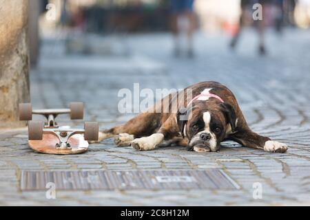 Bel cane da boxe tedesco con colletto rosso, sdraiato all'aperto sulla strada che protegge lo skateboard del suo proprietario Foto Stock