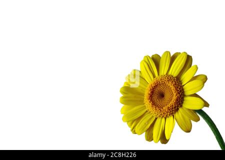 Gerbera gialla con fondo bianco, destra, piccola Foto Stock