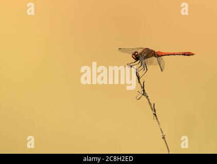 Un dragonfly maschio di Ruddy Darter (Sympetrum sanguineum) che riposa, Oxfordshire Foto Stock
