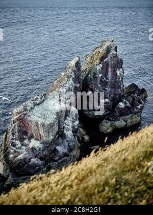 La colonia di uccelli marini (principalmente Guillimots) presso la riserva naturale di St Abbs, ai confini scozzesi, a fine luglio sera Foto Stock