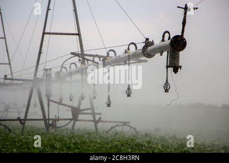 Gocce d'acqua da un sistema di irrigazione su un campo di soia. Foto Stock