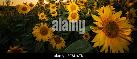 Campo di girasoli durante un tramonto colorato in estate che dà la sensazione di essere in Provenza e nel sud della Francia. Foto Stock