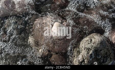 Conchiglie inondate da un'onda e che formano bolle ai margini del litorale nel Mar Baltico svedese Foto Stock