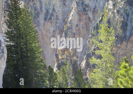 Primavera a Yellowstone: Osprey Nest su affioramento roccioso vicino a Lookout Point sul versante nord del Grand Canyon del fiume Yellowstone Foto Stock