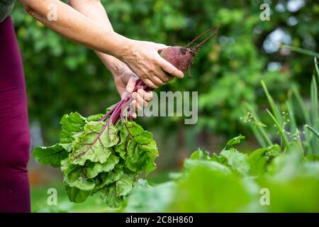 Una donna contadina che raccoglie radici di barbabietola fresche dal suo enorme giardino organico, il concetto di giardinaggio Foto Stock