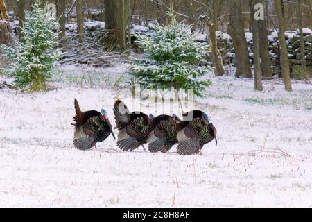 Male Eastern Wild Turkey esibendo durante la stagione di accoppiamento primaverile nelle Pocono Mountains della Pennsylvania Foto Stock