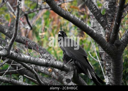 Un corvo che pervono su un albero deciduo nella foresta autunnale Foto Stock