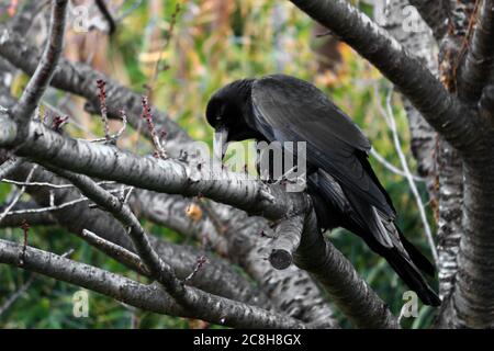 Un corvo che pervono su un albero deciduo nella foresta autunnale Foto Stock