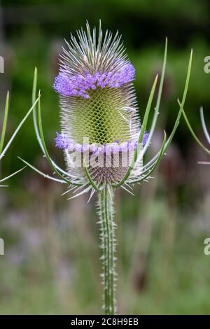 Teasel (Dipsacus sylvestris) che cresce nel Michigan sudorientale. Originaria dell'Europa, la pianta è considerata invasiva negli Stati Uniti, escludendo i nati Foto Stock