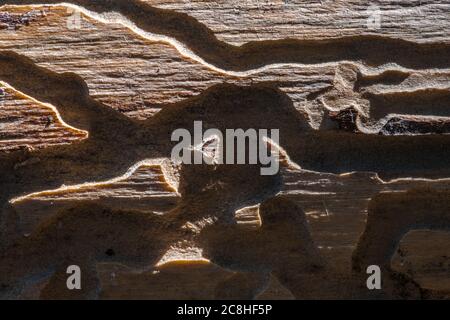 Canali di masticare di un bark Beetle Foto Stock