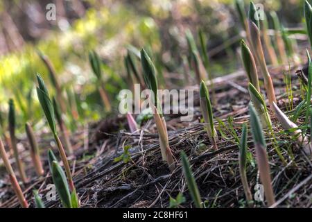 Germogli emergenti del Sigillo di Salomone piccolo Falso (Maianthemum stellatum) Foto Stock