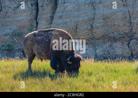 American Bison, bisonte bisonte, pascolo lungo il Caprock Coulee Nature Trail nel Theodore Roosevelt National Park, North Unit, North Dakota, USA Foto Stock