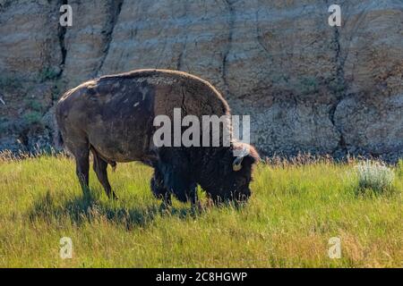 American Bison, bisonte bisonte, pascolo lungo il Caprock Coulee Nature Trail nel Theodore Roosevelt National Park, North Unit, North Dakota, USA Foto Stock