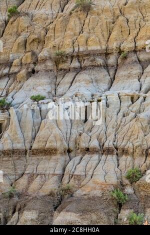 Legno pietrificato lungo il sentiero naturalistico Caprock Coulee nel Parco Nazionale Theodore Roosevelt, North Unit, North Dakota, USA Foto Stock