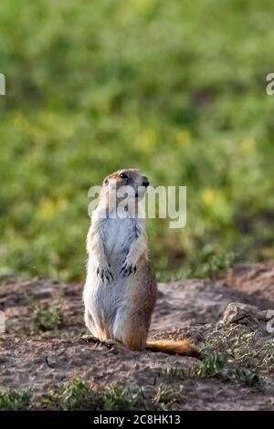 Cane di Prairie dalla coda nera, Cynomys ludovicianus, nel Parco Nazionale di Theodore Roosevelt, South Unit, nel North Dakota, USA Foto Stock