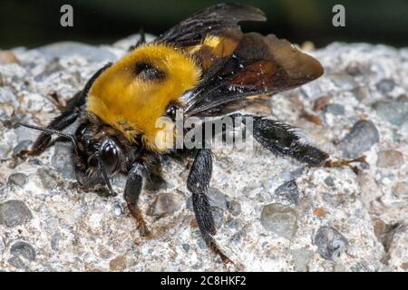 Bumblebee (probabile Nevada Bumblebee; Bombus nevadensis) Foto Stock