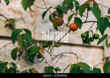 Ciliegia matura surinam su albero su sfondo di pietra sfocata. Pitanga. Ciliegia brasiliana. Cayenne Cherry. Gustosa frutta tropicale d'arancia. Eugenia uniflor Foto Stock