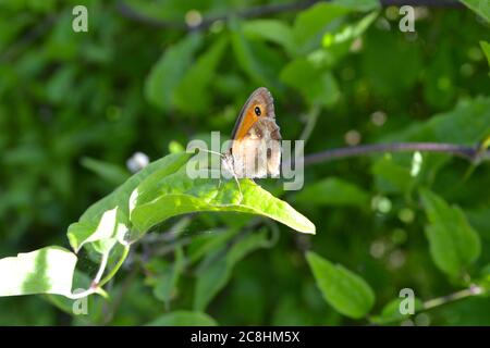 Una farfalla gatekeeper gode il sole su una foglia di hedgerow vicino a Otford, Kent, Inghilterra, nel North Downs a metà estate Foto Stock