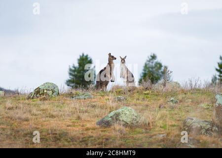 Canguri in campo aperto durante una giornata nuvolosa bagnata. Kosciuszko National Park, nuovo Galles del Sud, Australia. Foto Stock