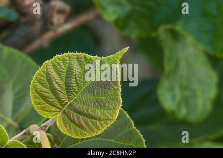 vista dettagliata delle foglie di piante di kiwi in luce diurna Foto Stock