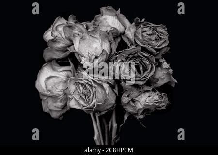 Rose monocromatiche Foto Stock