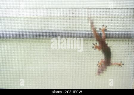 Vista dal basso della lucertola sulla finestra a mosaico. La casa comune gecko, è un gecko nativo del Sud-est asiatico. Foto Stock