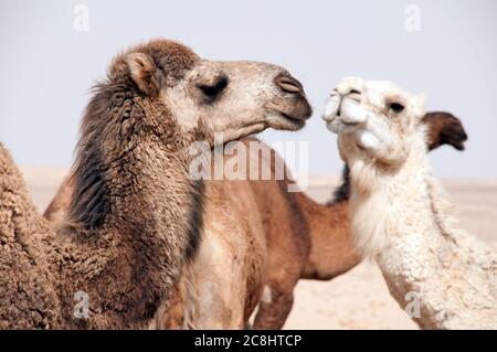 Un gregge di cammelli arabi addomesticati in un buco di irrigazione nel deserto orientale della regione di Badia, Wadi Dahek, il regno hashemita di Giordania. Foto Stock