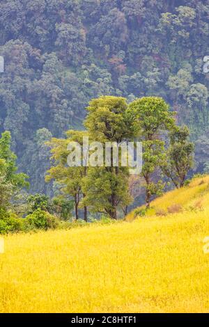 I campi d'orzo giallo dorato pronti per essere raccolti tra il sentiero pedonale per l'Annapurna base Camp, un famoso e impegnativo percorso a piedi per i viaggiatori Foto Stock