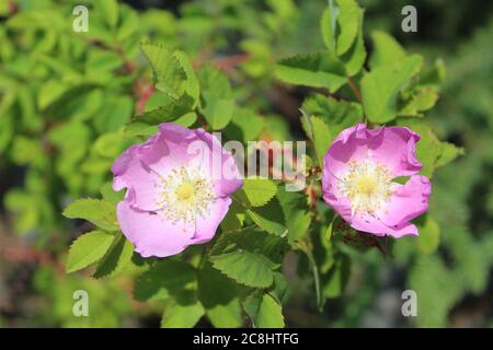 Due fiorite di rose selvagge in una giornata di sole al Denali state Park in Alaska Foto Stock