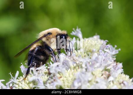 Bumblebee al Geode state Park nella contea di Henry, Iowa Foto Stock