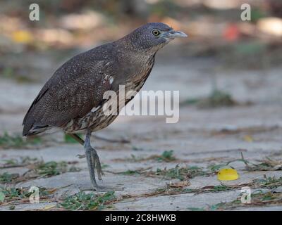 Giapponese Notturno Heron (Gorbacius goisagi) adulto, in piedi sul percorso, Pak Tam Chung, Hong Kong 28 novembre 2019 Foto Stock