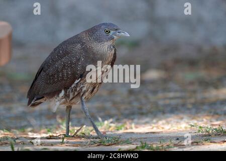 Giapponese Notturno Heron (Gorbacius goisagi) adulto, in piedi sul percorso, Pak Tam chung, Hong Kong 28 novembre 2019 Foto Stock