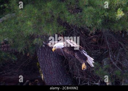 Aquila calva (Haliaetus leucocefalo) che vola nel Wisconsin settentrionale, orizzontale Foto Stock