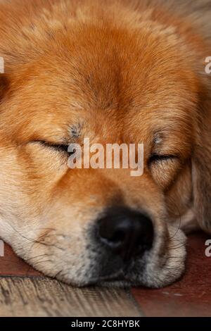 Primo piano immagine del volto di un cane Golden Retriever come dorme con la faccia sul pavimento in cemento. Gli occhi del cane sono chiusi e sembra rilassato l'alth Foto Stock