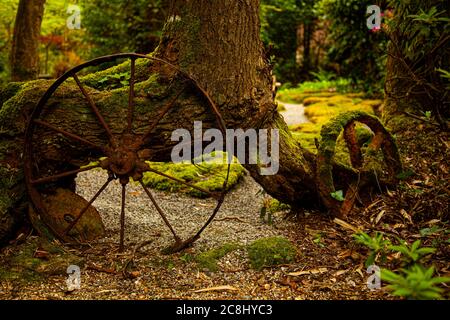 primo piano immagine astratta di antiche carrane abbandonate in una foresta da un vecchio albero. Queste ruote in metallo d'epoca hanno ottenuto muschio, arrugginito e corroso dappertutto. Foto Stock