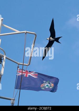 Ascensione Frigatebird (Fregata aquila) presso l'Isola dell'Ascensione, territorio dipendente britannico, oceano medio Atlantico 24 aprile 2018 Foto Stock