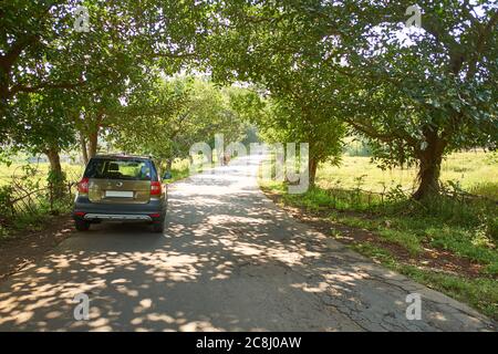 Uno Skoda Yeti 4X4 a volte in rurale Maharashtra crogiolarsi in inverno applaiato luce. Foto Stock