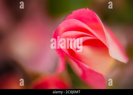 Close-up di un rosa rosa Foto Stock