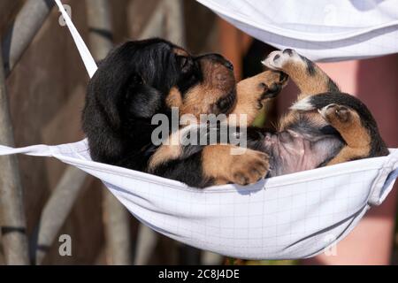 Jack Russell terrier cucciolo si trova in una maschera. Una mano di donna sta tenendo il cucciolo Foto Stock